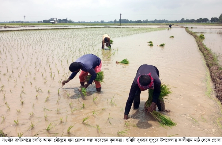 রাণীনগরে আমন ধান রোপন শুরু চারা সংকটের শংকা